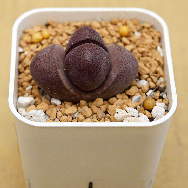 多肉植物80