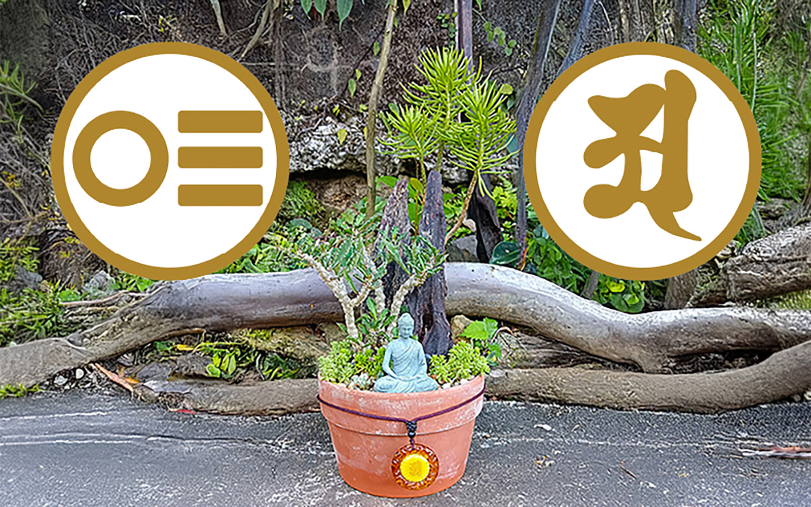 盆植多肉植物