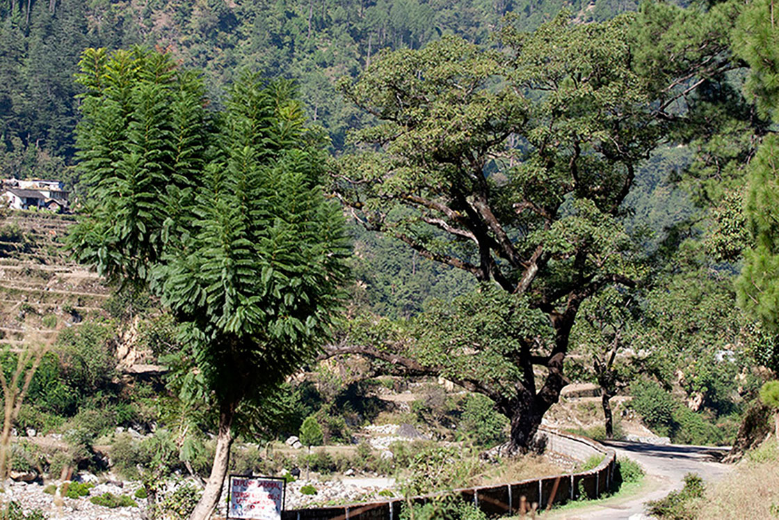 印度道場預選地烏塔拉坎德邦(Uttarakhand)-8